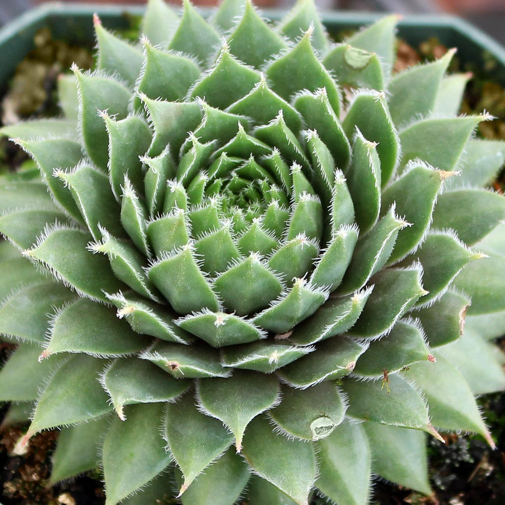Sempervivum 'Red Wings'
