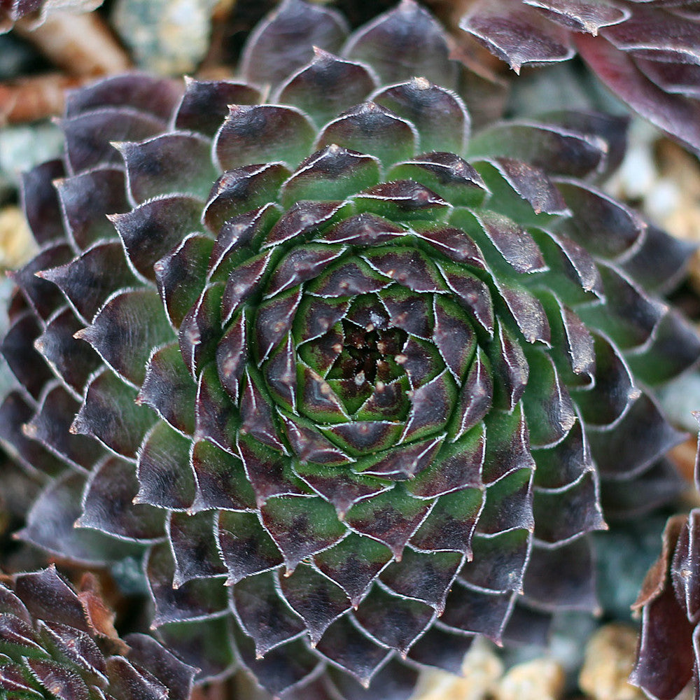 Sempervivum 'Reinhardt'