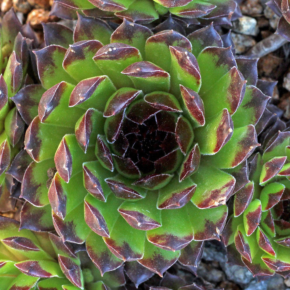 Sempervivum 'Reinhardt'