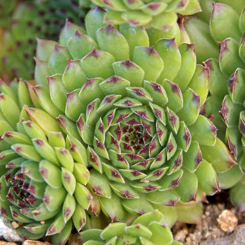 Sempervivum 'Reinhardt'