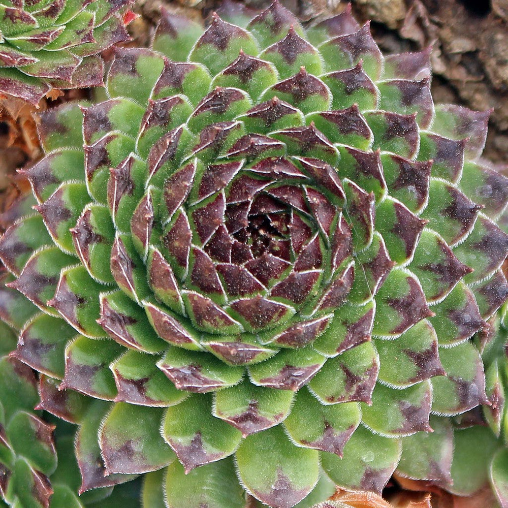Sempervivum 'Reinhardt'