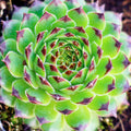 Sempervivum 'Reinhardt'