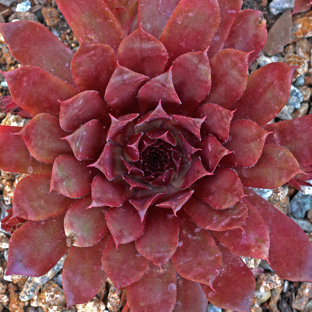 Sempervivum 'Royal Ruby'