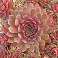 Sempervivum 'Royal Ruby'