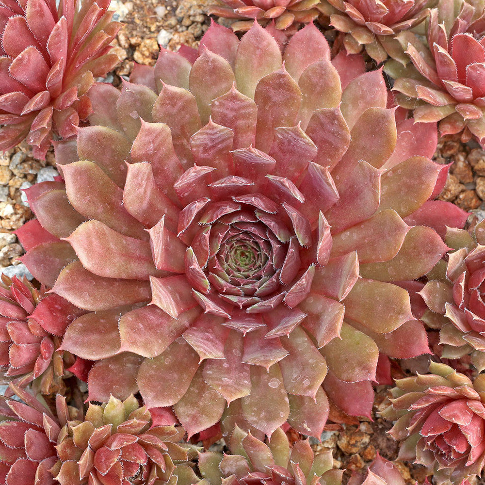 Sempervivum 'Royal Ruby'