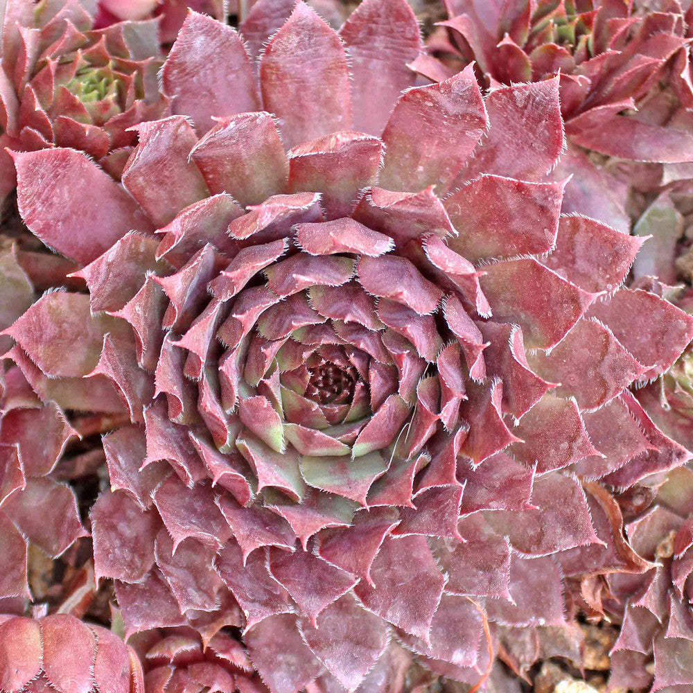 Sempervivum 'Royal Ruby'
