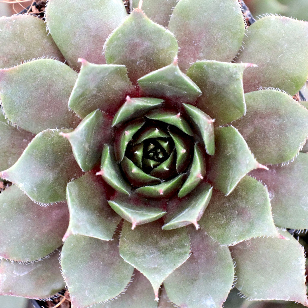 Sempervivum 'Royal Ruby'