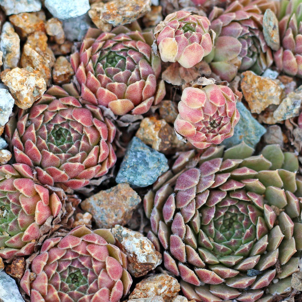 Sempervivum 'Spring Beauty'