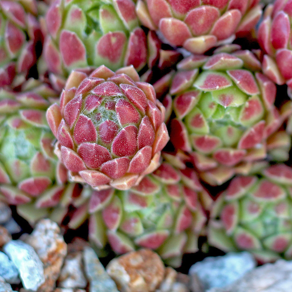 Sempervivum 'Spring Beauty'
