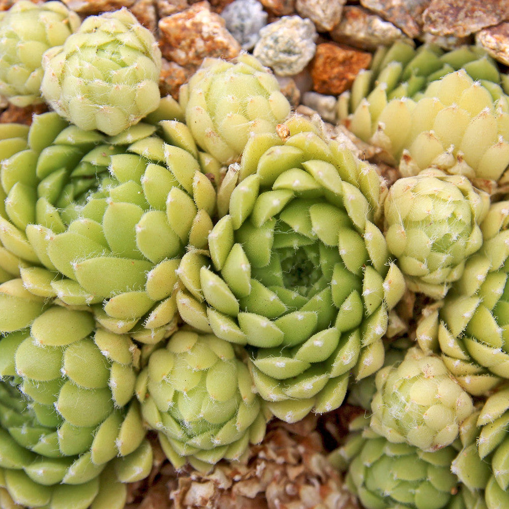 Sempervivum 'Spring Beauty'