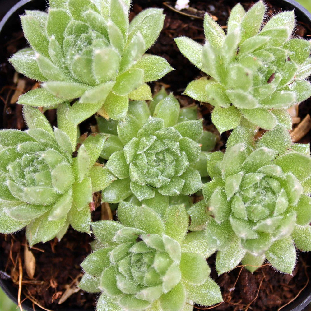 Sempervivum 'Spring Beauty'