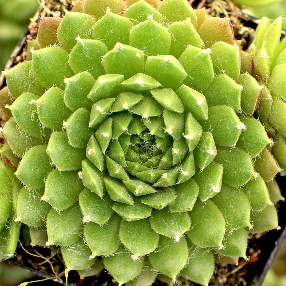 Sempervivum 'Spring Beauty'
