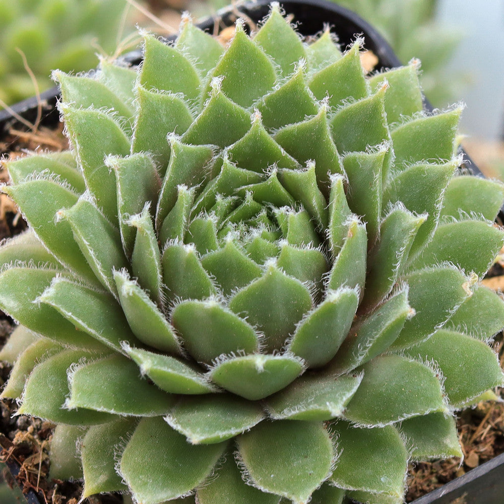 Sempervivum 'Sun Queen'