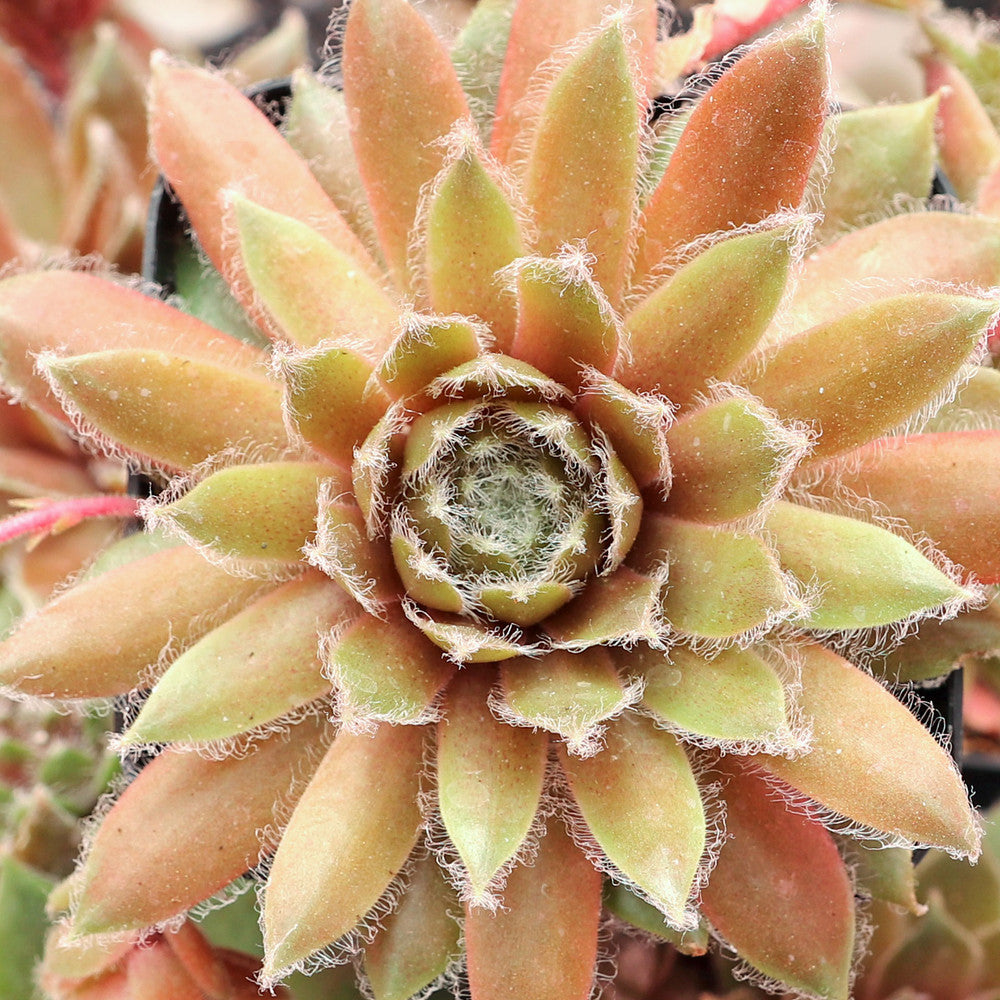 Sempervivum 'Sun Queen'