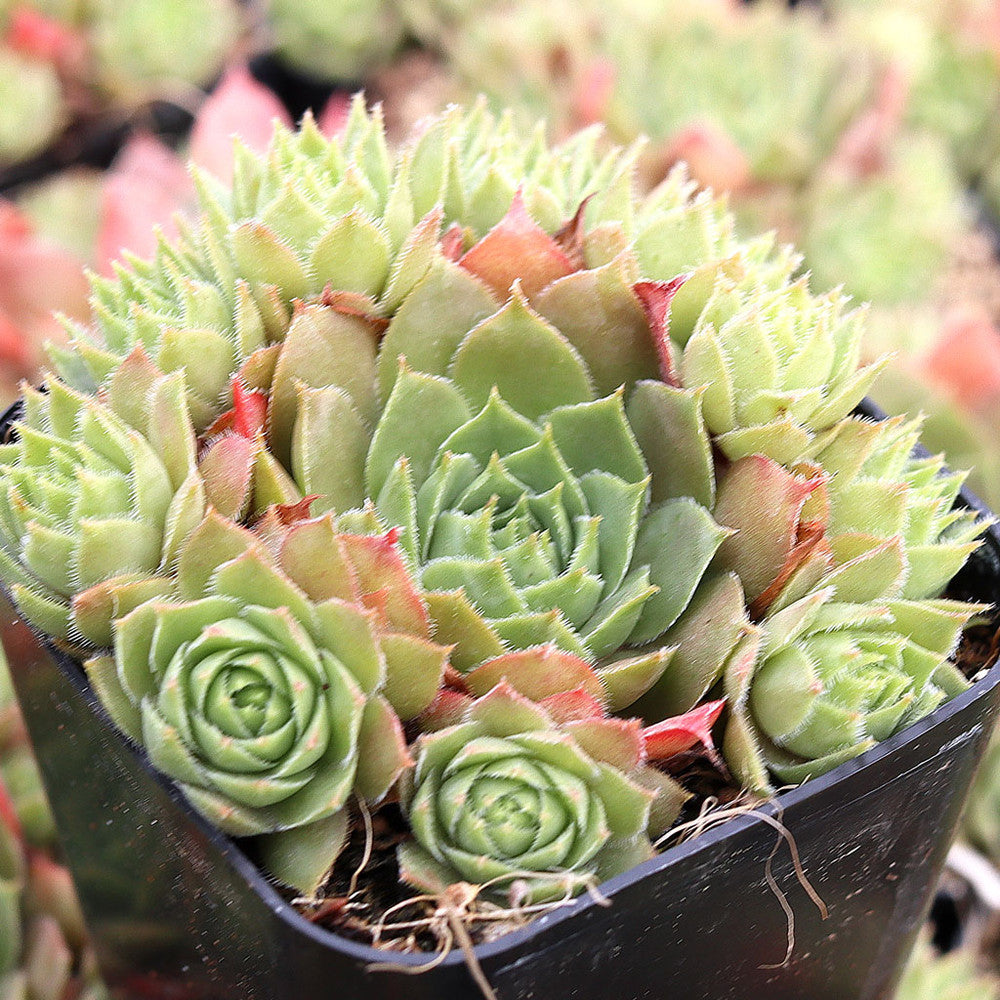 Sempervivum 'Temby'