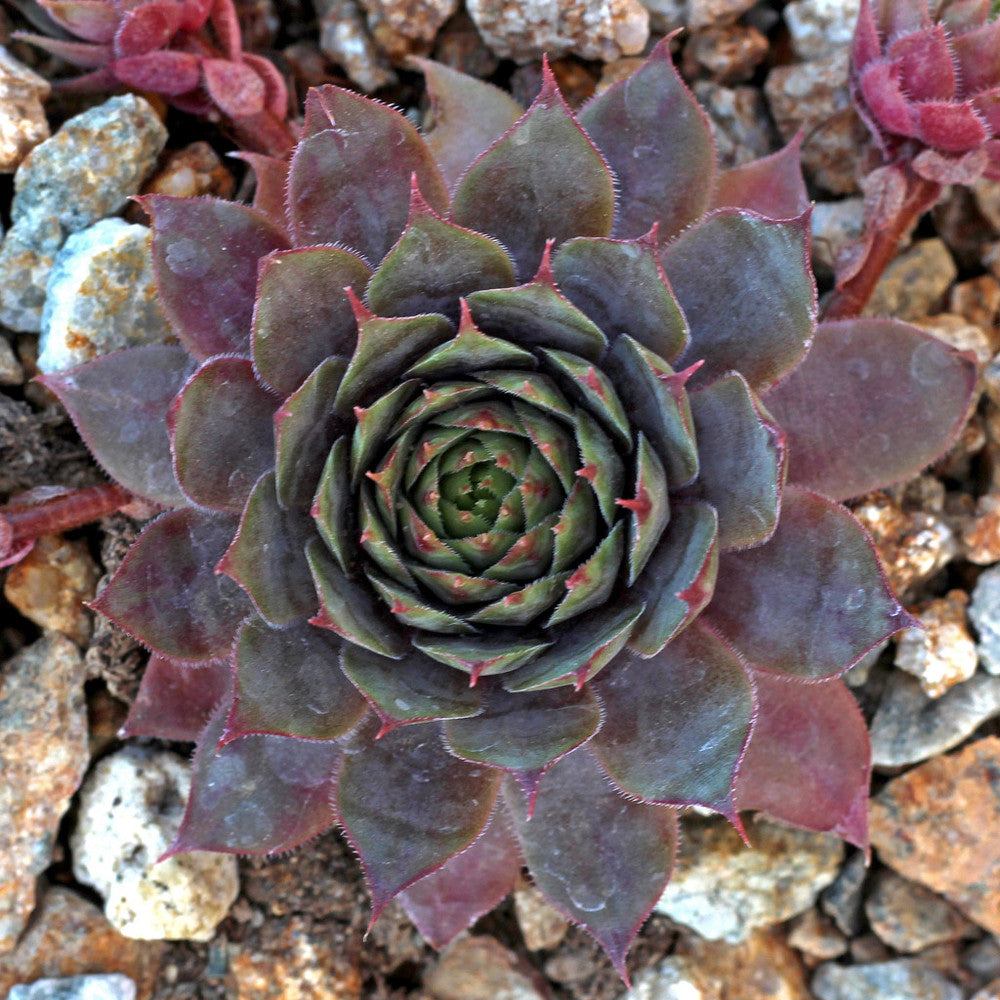 Sempervivum 'Temby'