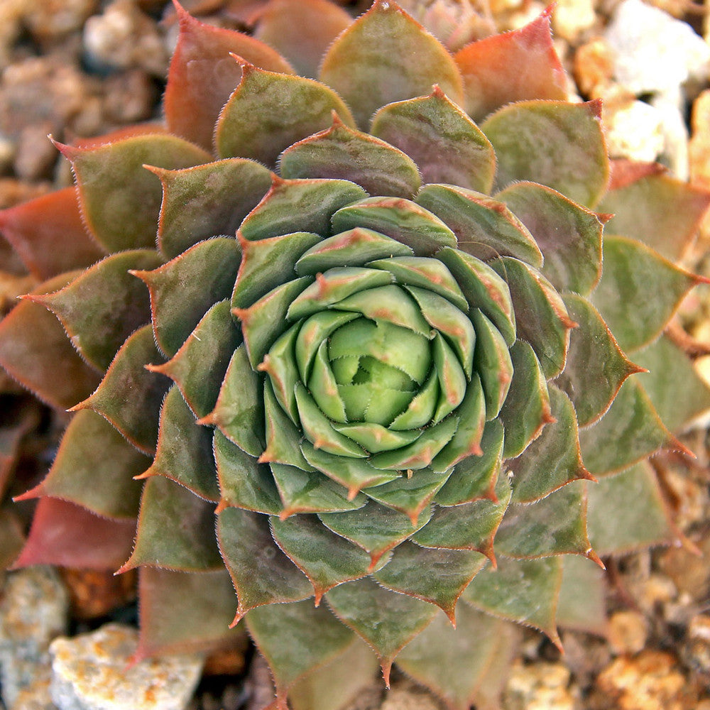 Sempervivum 'Temby'