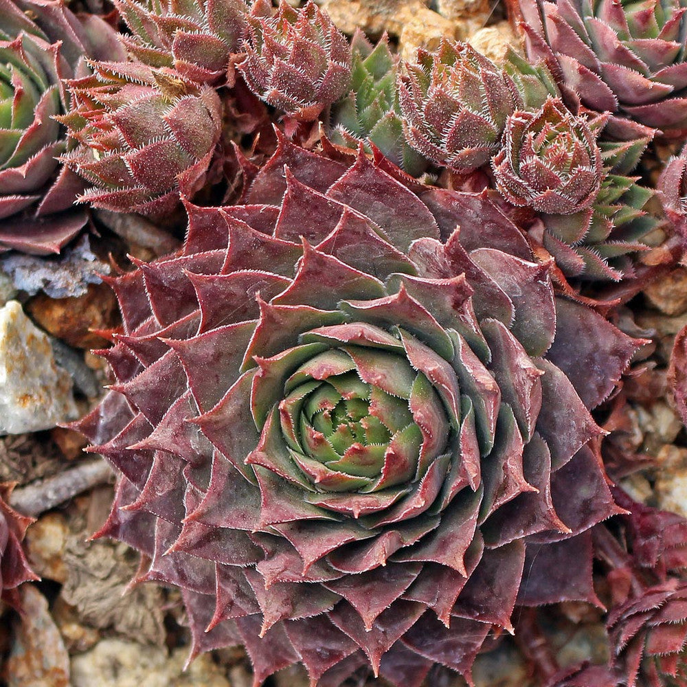 Sempervivum 'Temby'