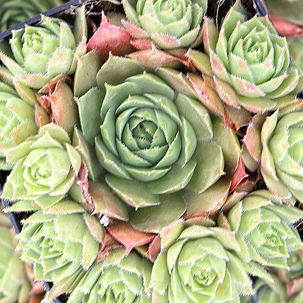 Sempervivum 'Temby'