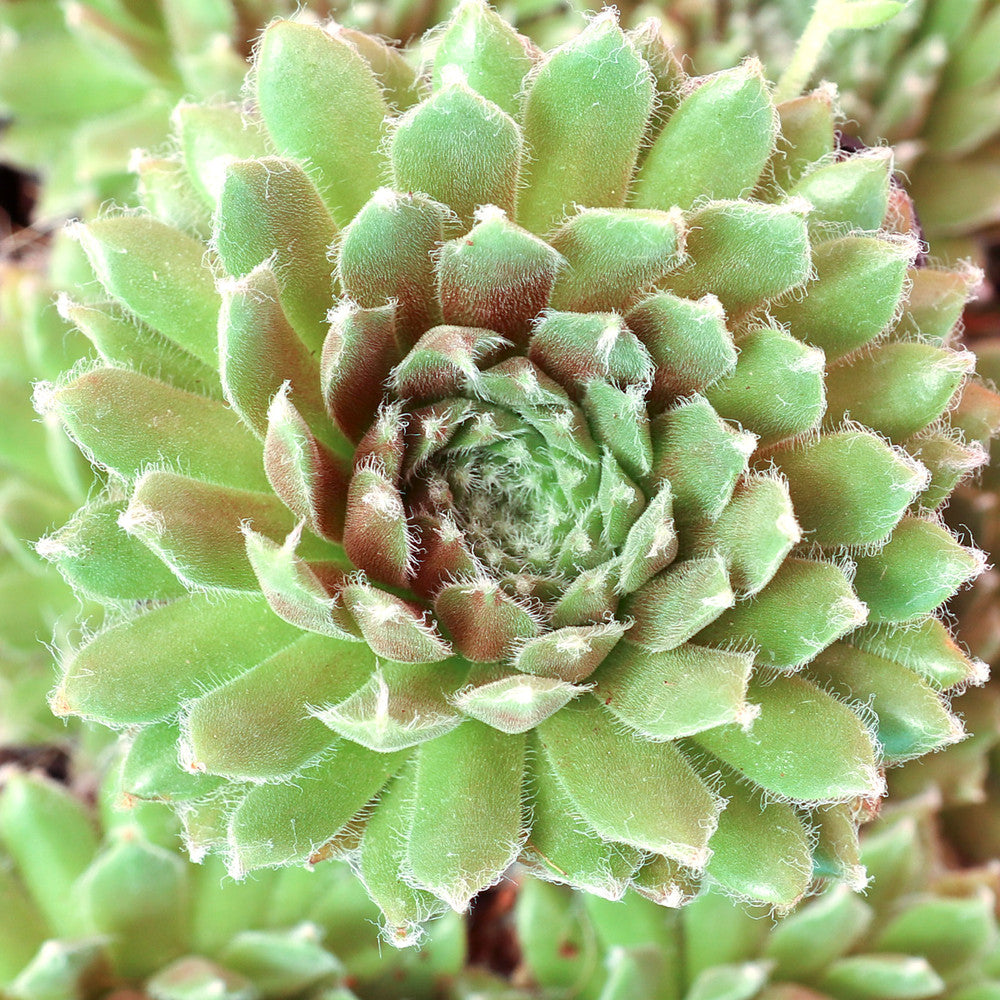 Sempervivum 'The Judds'