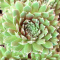 Sempervivum 'The Judds'
