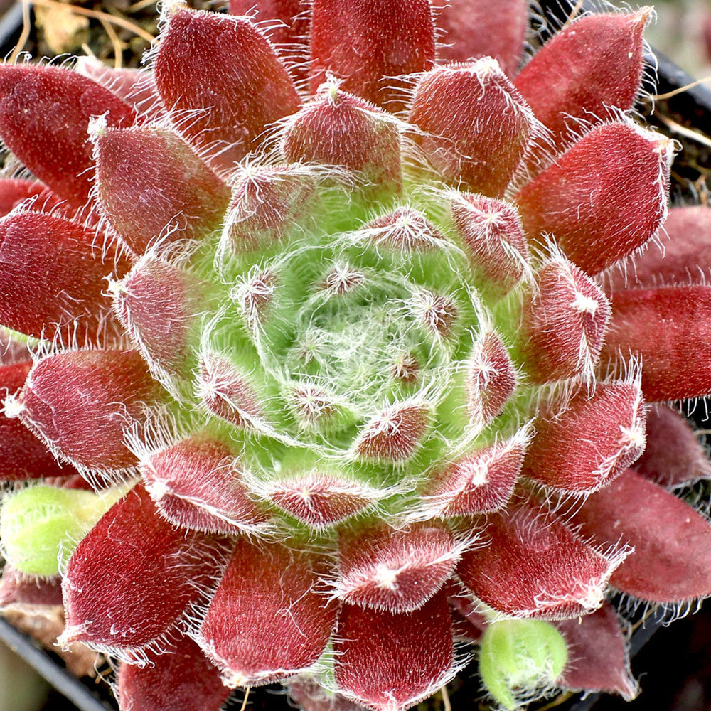Sempervivum 'The Judds'