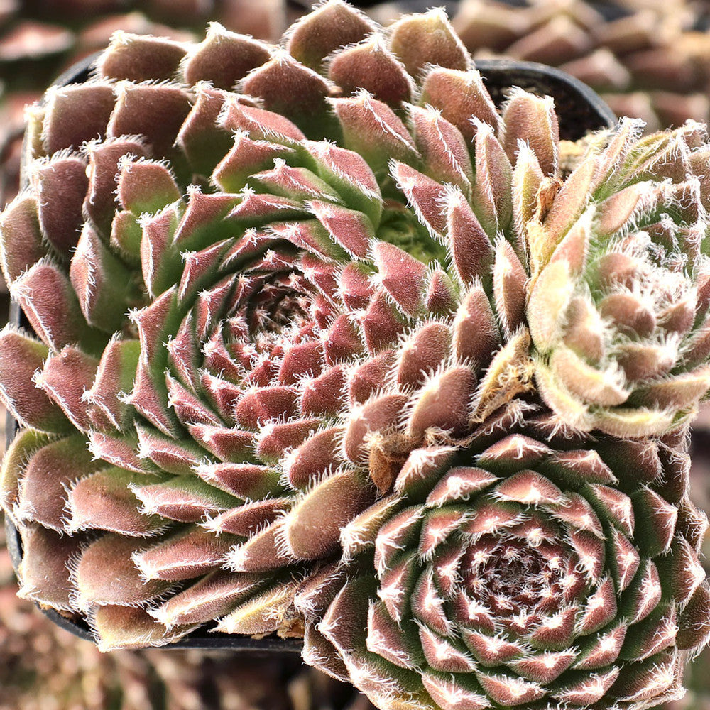 Sempervivum 'The Judds'