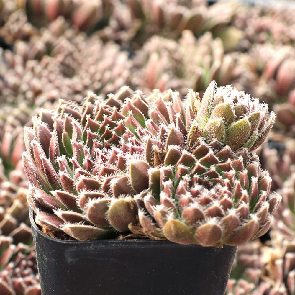 Sempervivum 'The Judds'