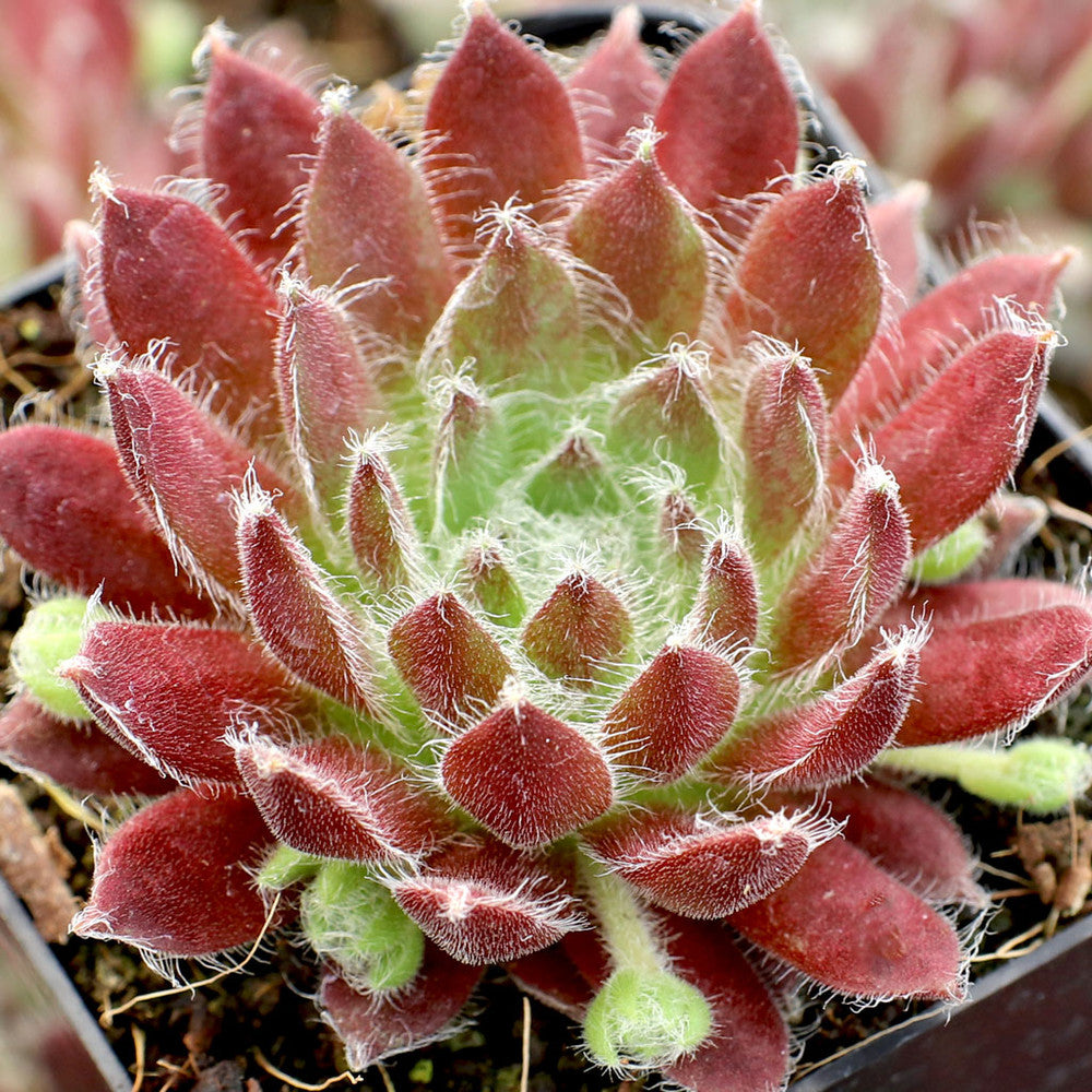 Sempervivum 'The Judds'