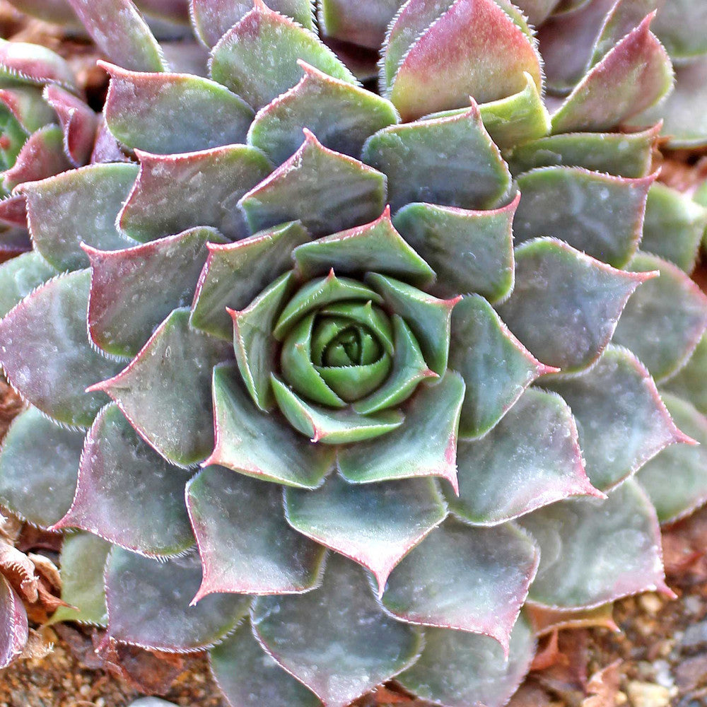 Sempervivum 'Twilight Blues'