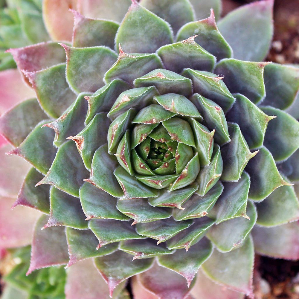 Sempervivum 'Twilight Blues'