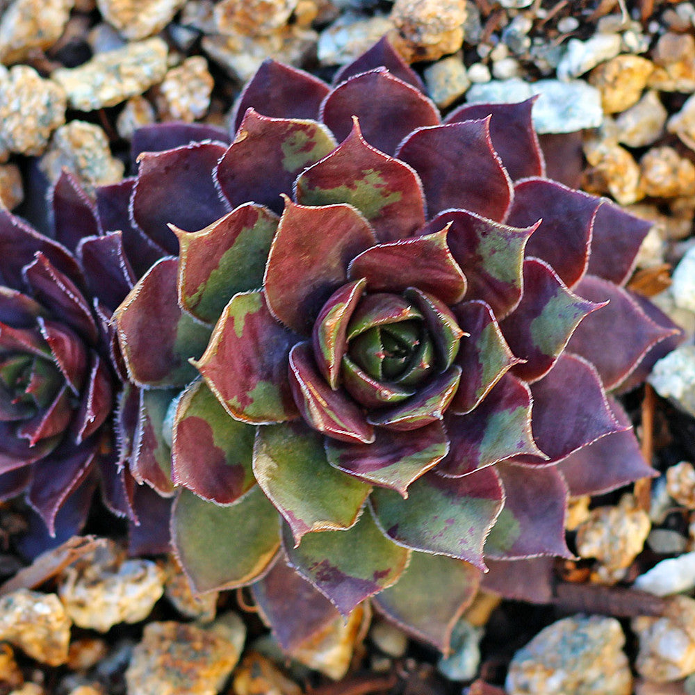 Sempervivum 'Twilight Blues'
