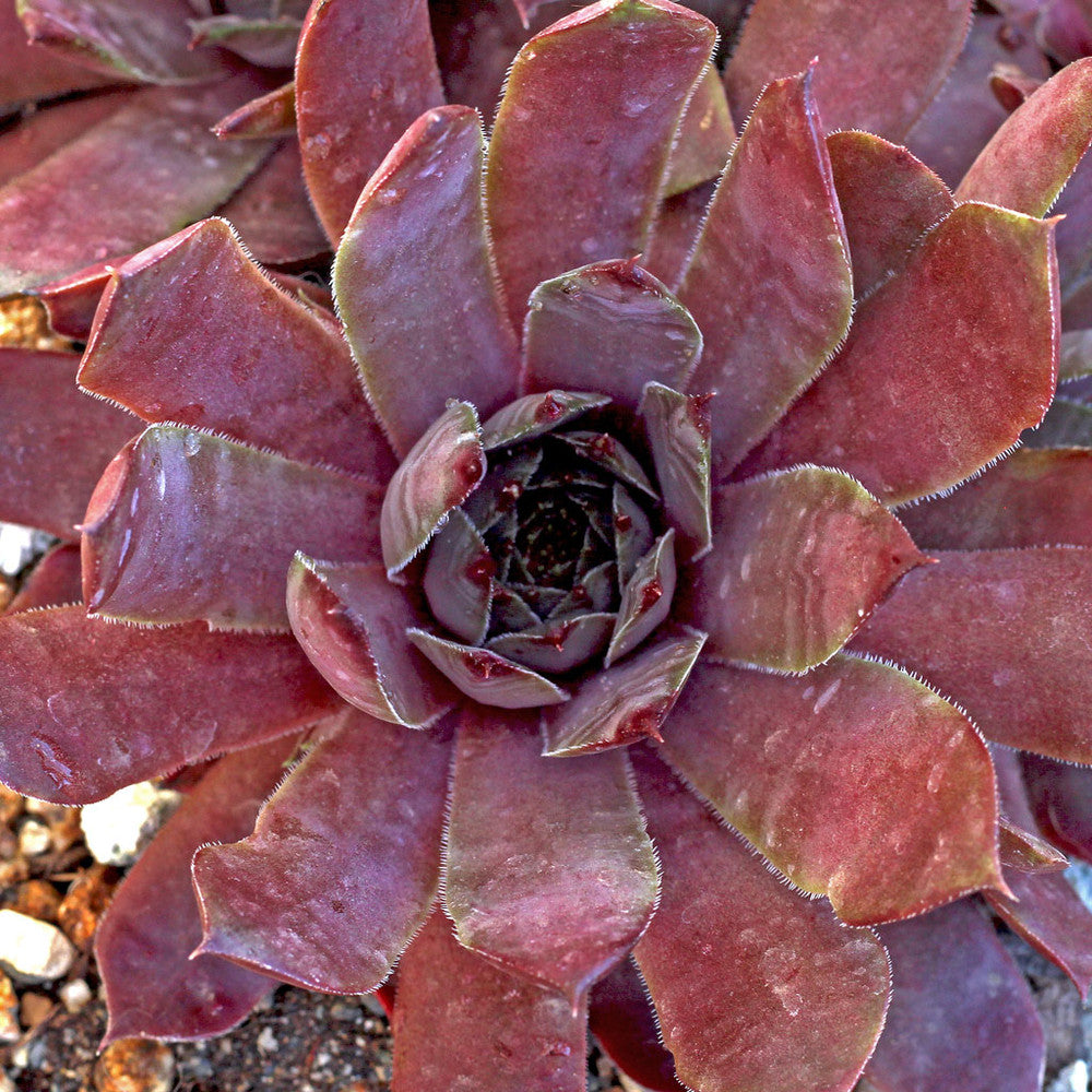 Sempervivum 'Twilight Blues'