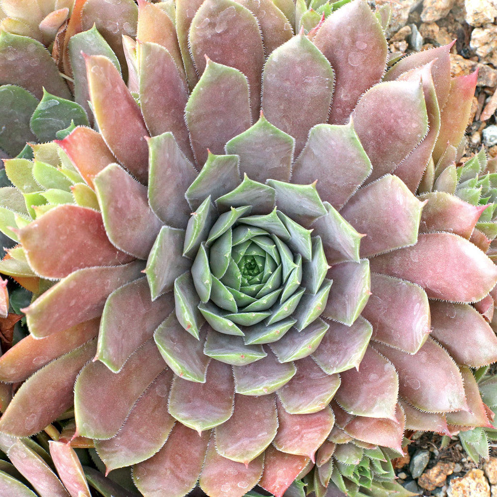 Sempervivum 'Twilight Blues'