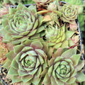Sempervivum 'Twilight Blues'