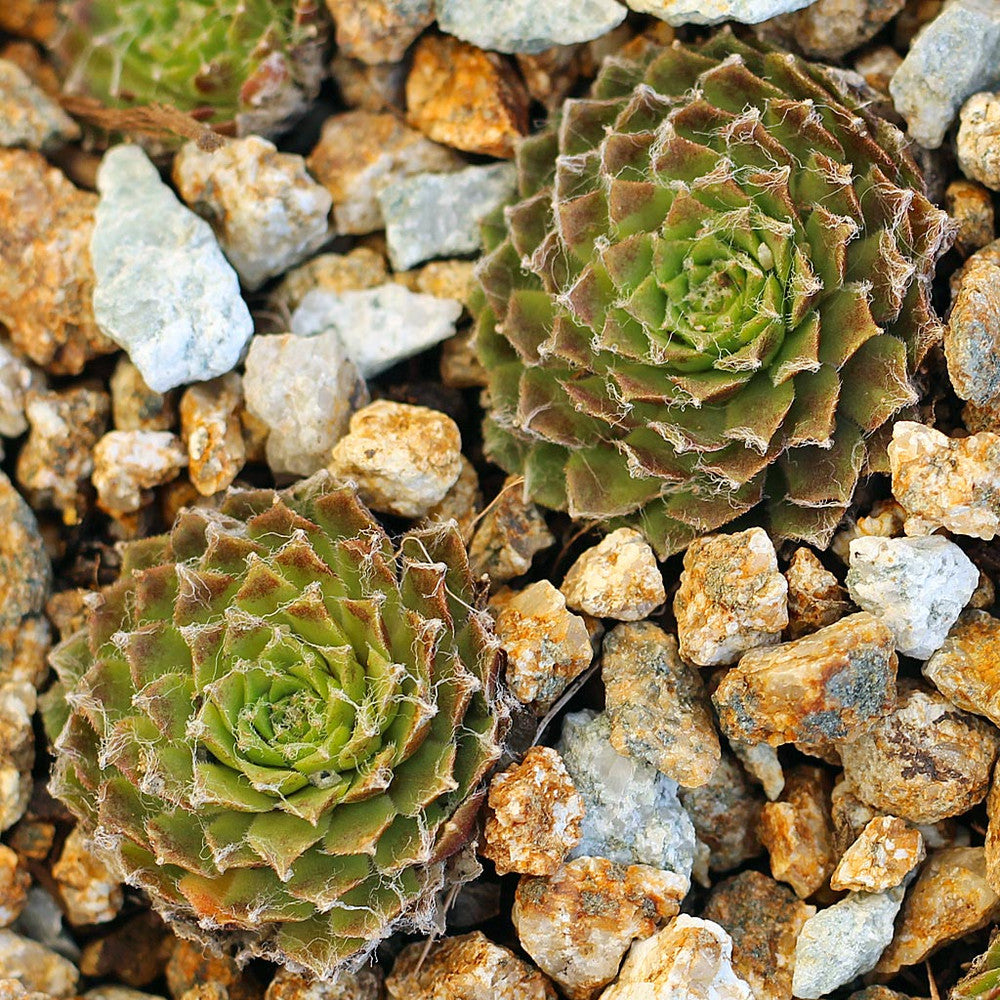 Sempervivum 'Webbi Flame'