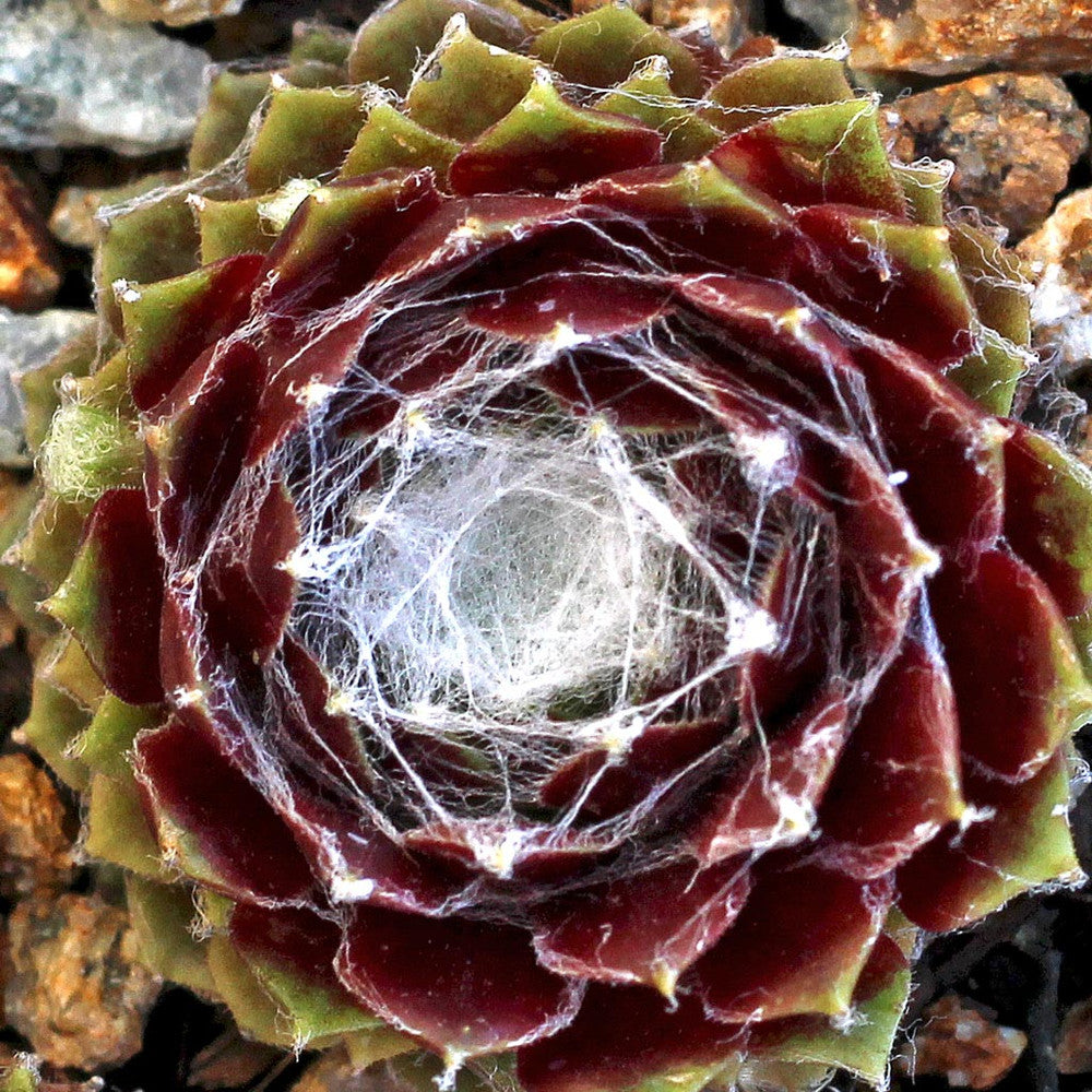 Sempervivum 'Webbi Flame'