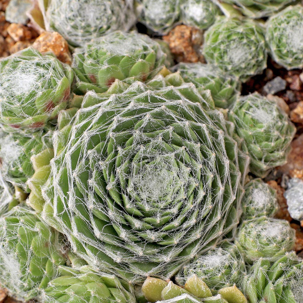 Sempervivum 'Webbi Flame'
