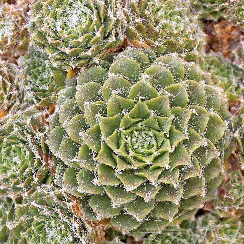 Sempervivum 'Webbi Flame'