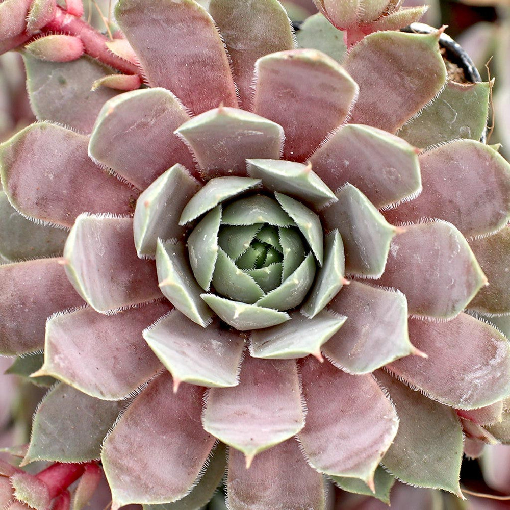 Sempervivum 'Pacific Blue Ice'