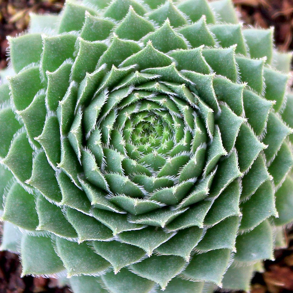 Sempervivum braunii