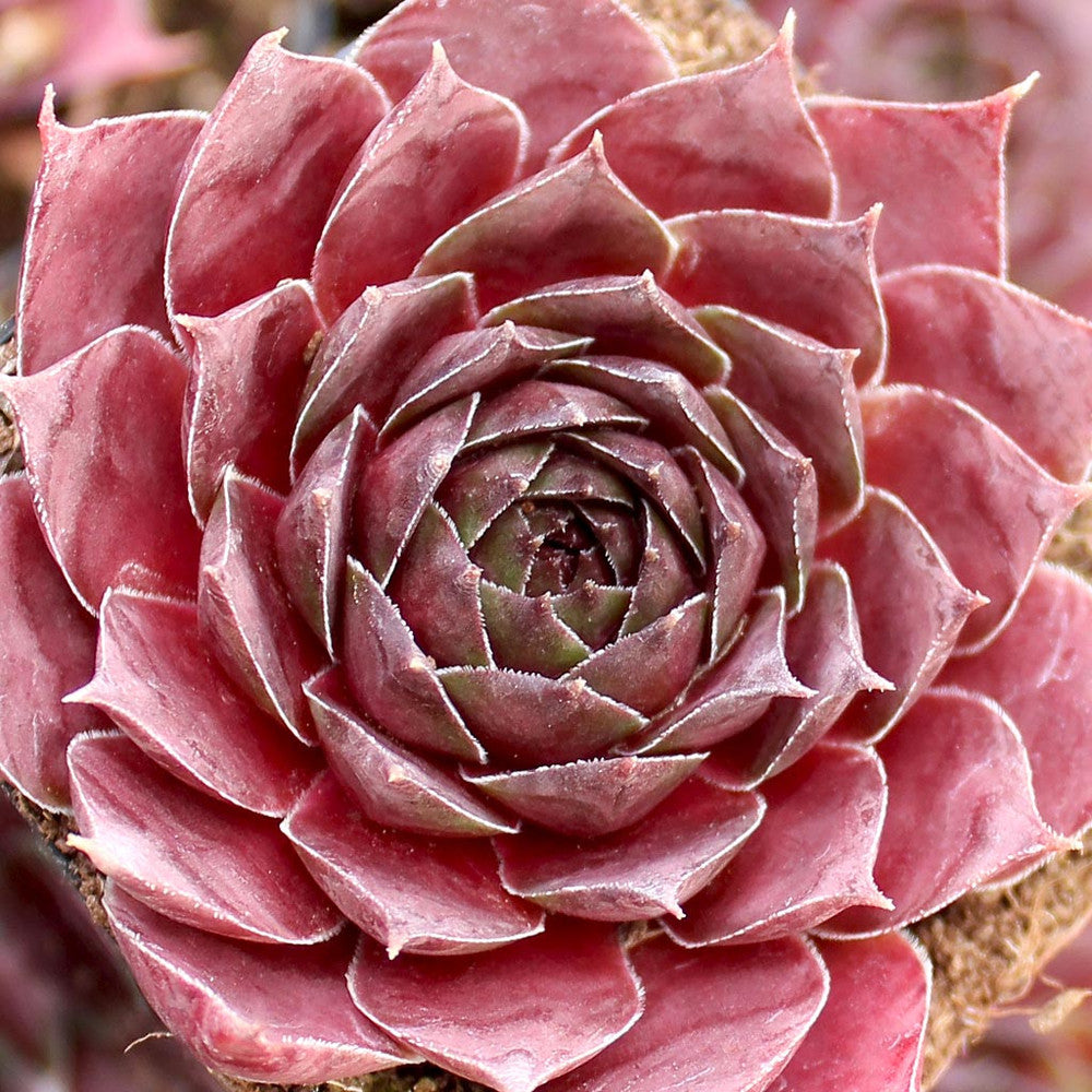 Sempervivum 'Hopewell'
