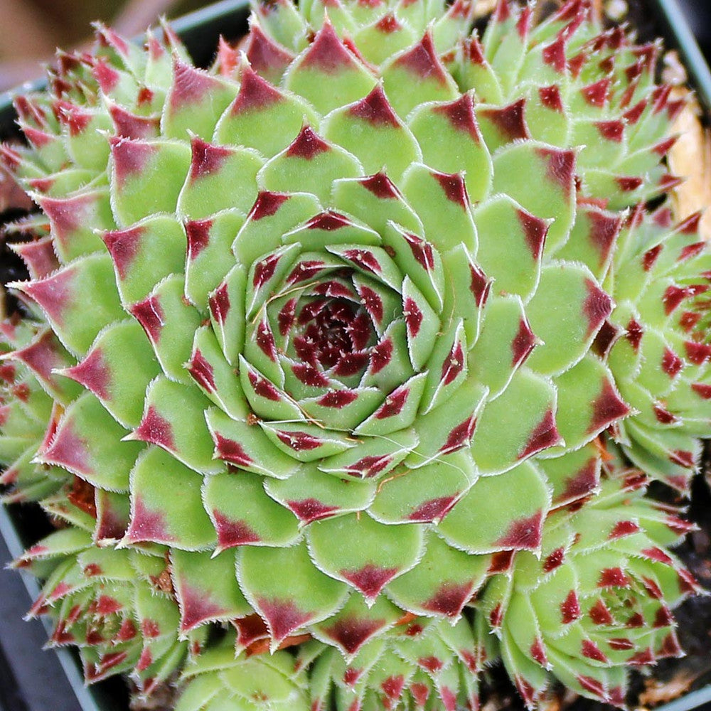 Sempervivum calcareum 'Mrs. Giuseppi'