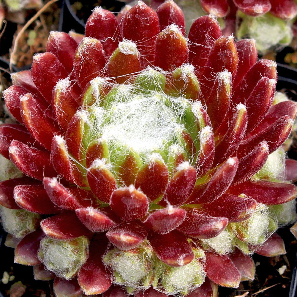 Sempervivum 'Mona Lisa'