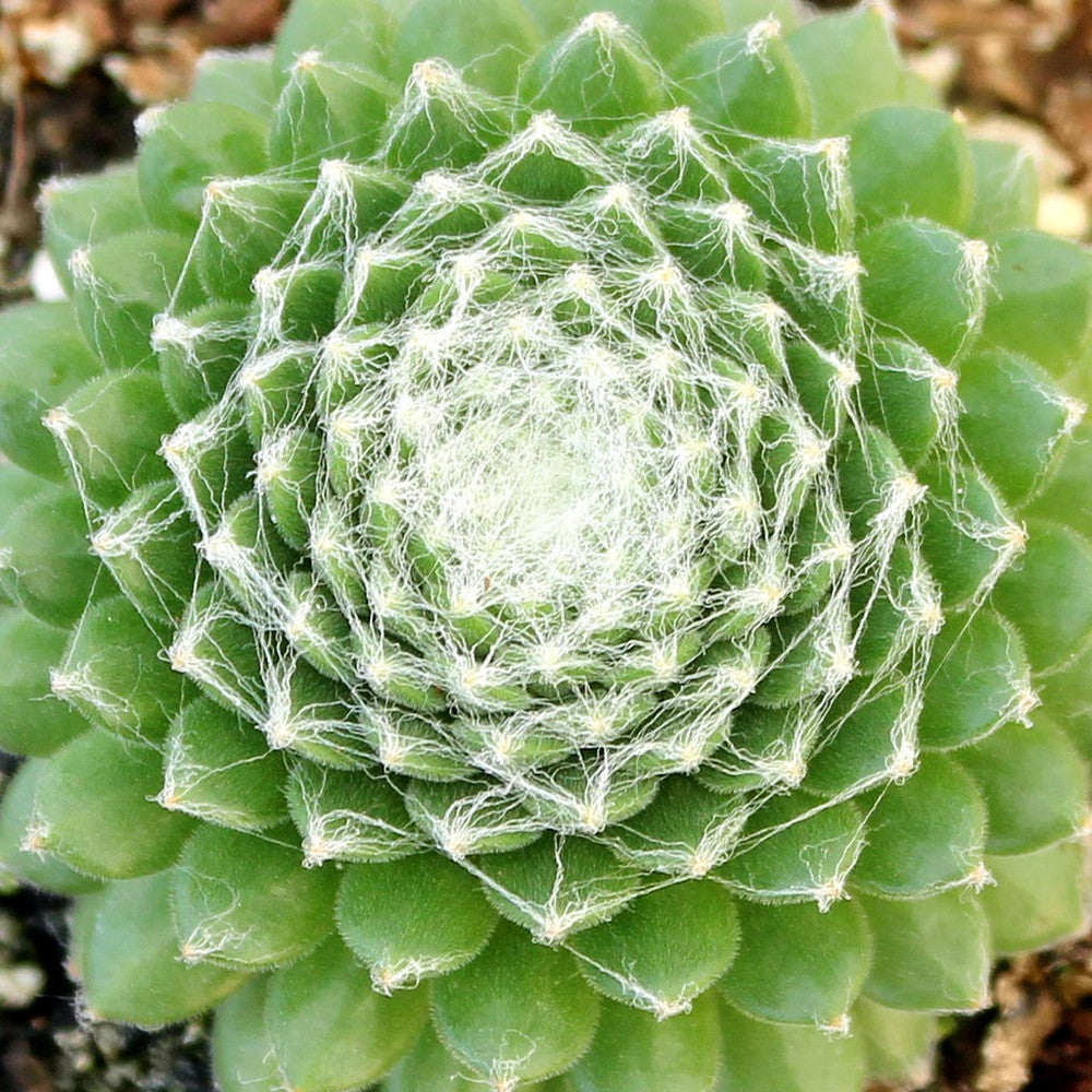 Sempervivum 'Mona Lisa'