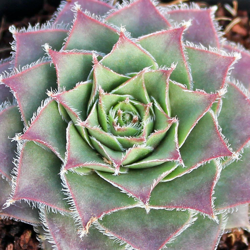 Sempervivum 'Moss Rose'
