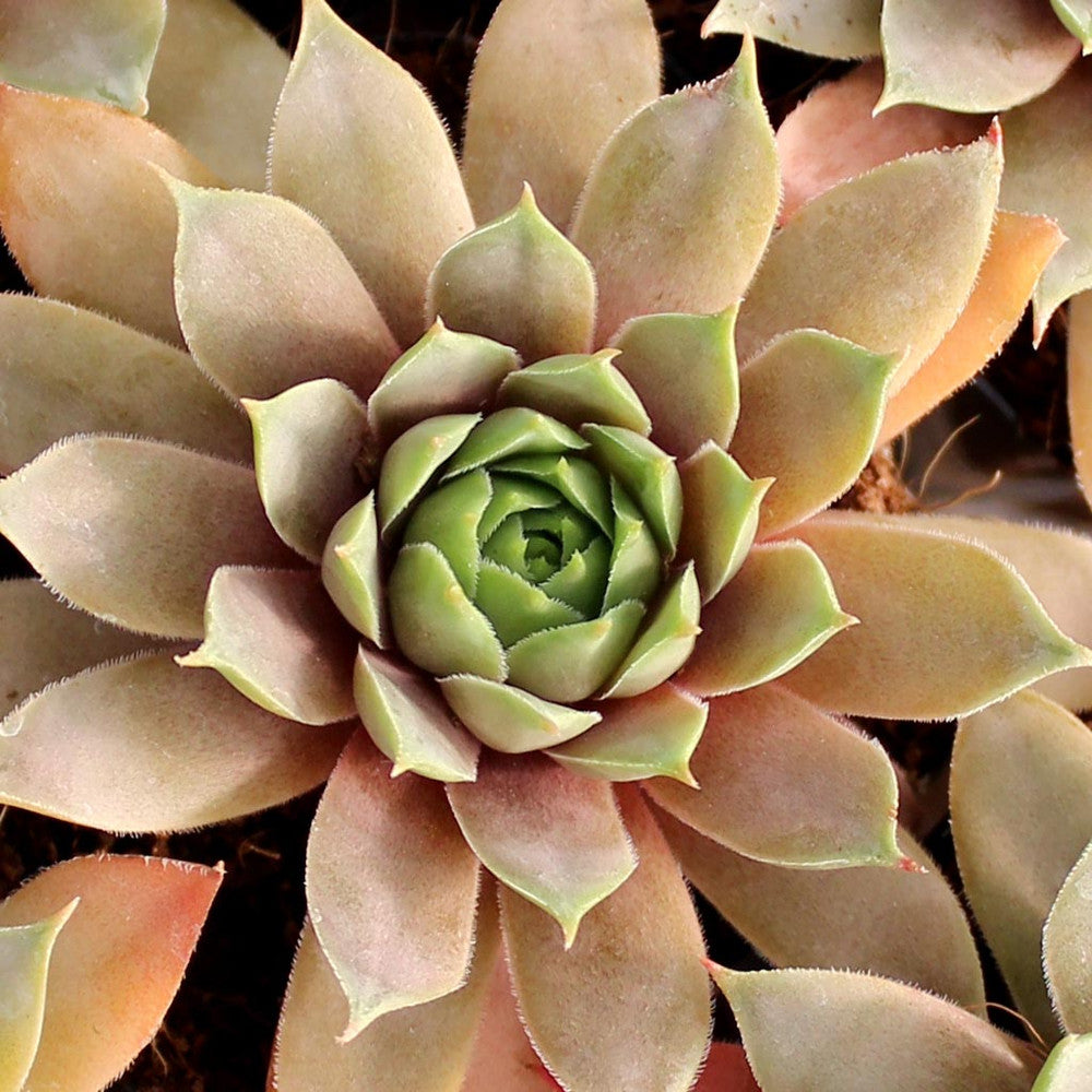 Sempervivum 'Purple Passion'