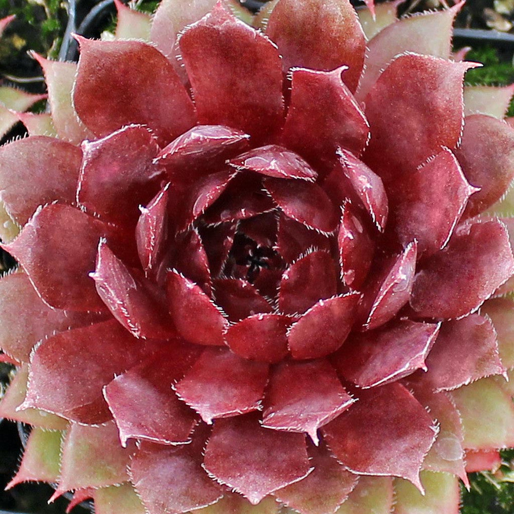 Sempervivum 'Royal Ruby'