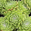 Sempervivum 'Spring Beauty'