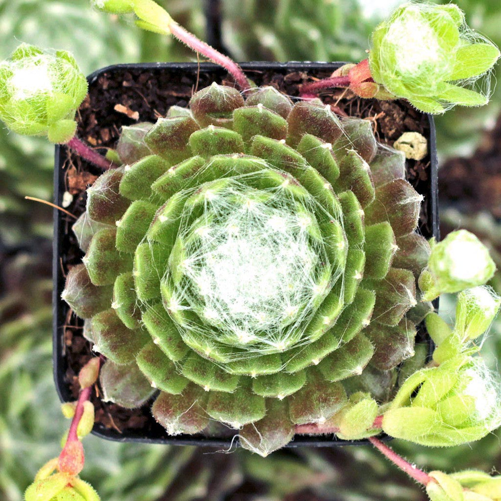 Sempervivum arachnoideum 'Cebenese'